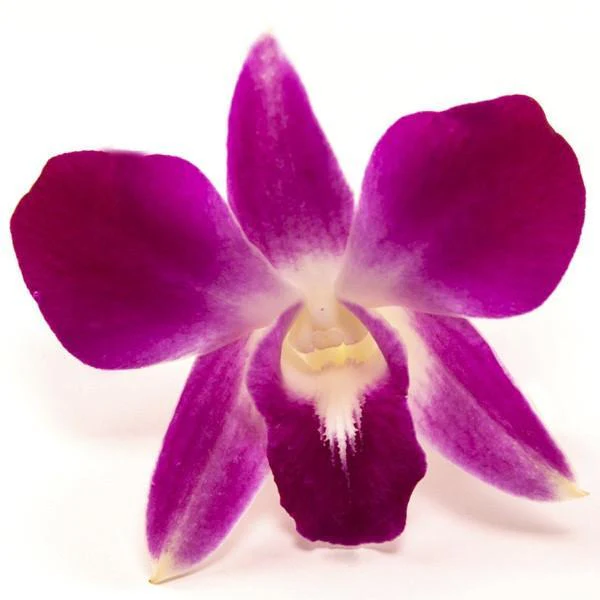 Loose Orchid Blooms - Box of 50 - Image 5