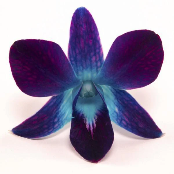 Loose Orchid Blooms - Box of 50 - Image 6